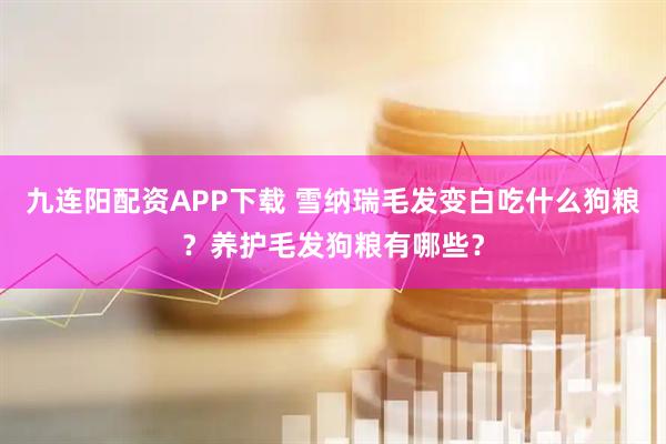 九连阳配资APP下载 雪纳瑞毛发变白吃什么狗粮？养护毛发狗粮有哪些？